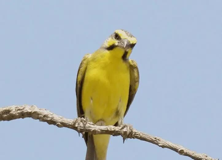 persebaran-burung-mozambik-1402953