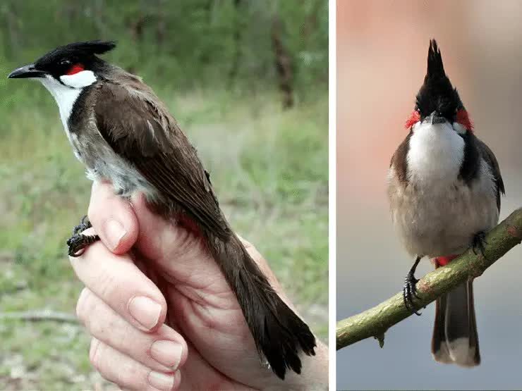 sexing-burung-merbah-jambul-5231382