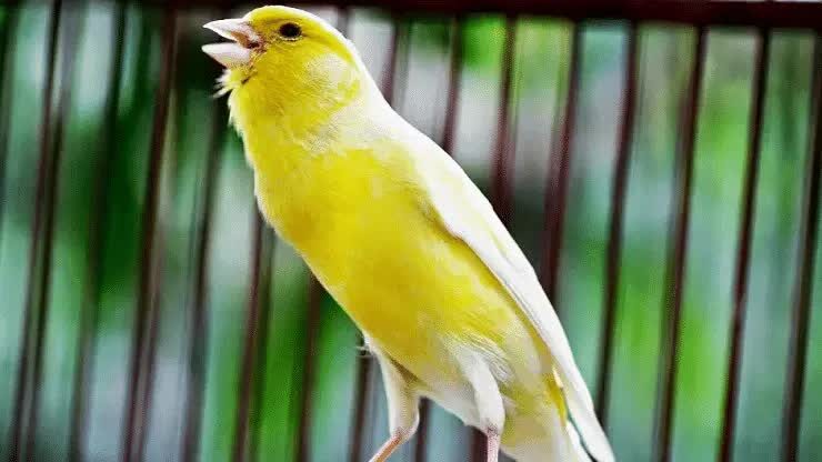 cara-menambah-volume-burung-kenari-1991877