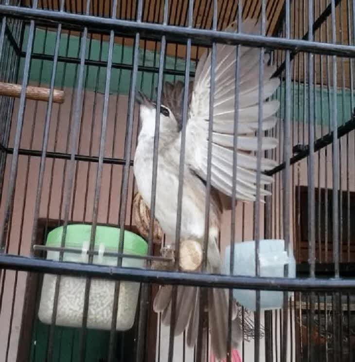 melatih-burung-trucukan-agar-menggaruda-9953388