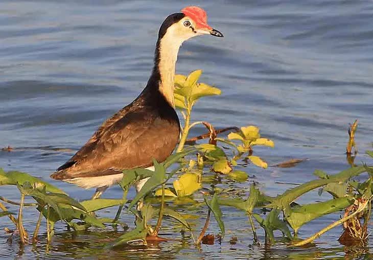 2-jenis-burung-yang-hidup-di-rawa-dan-karakteristiknya-4485668