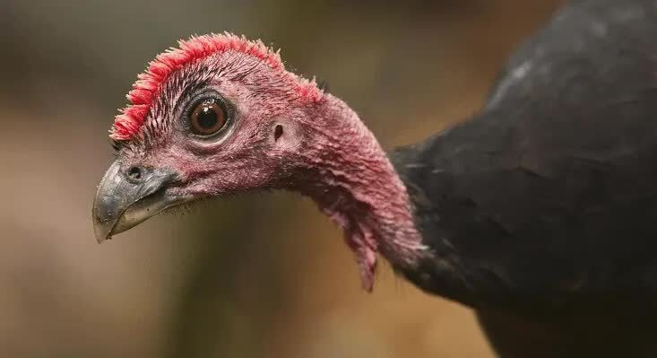 burung-maleo-waigeo-5331817