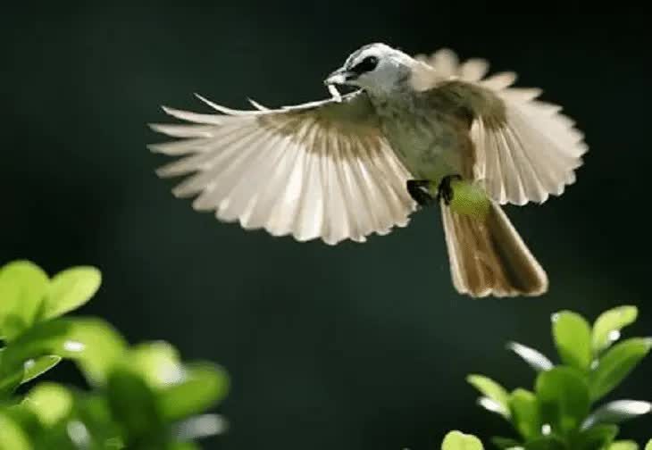 burung-trucukan-menggaruda-8201789