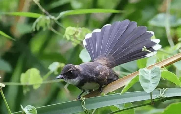ciri-fisik-burung-kipasan-londo-2217858