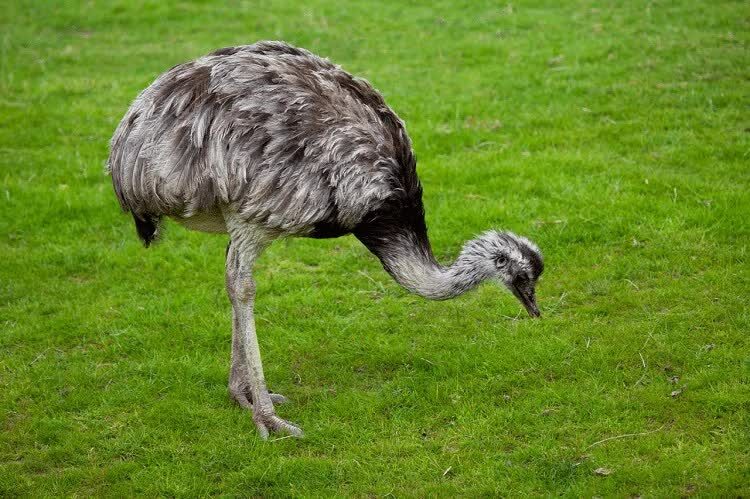 inilah-ciri-khas-pola-hidup-dan-habitat-burung-rhea-9152214