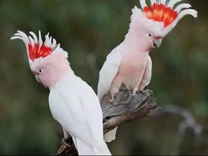 menelusuri-lebih-dekat-fakta-unik-burung-kakatua-yang-menarik-6787690