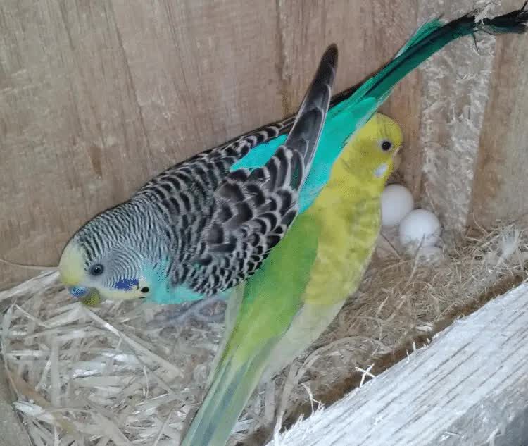 pemberian-tauge-agar-bertelur-5548755