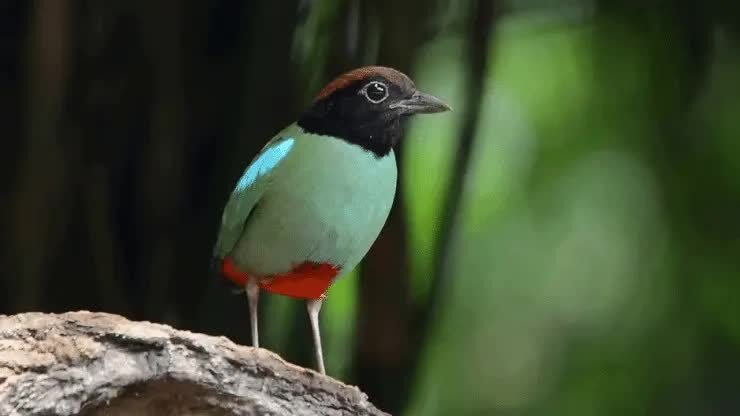 burung-paok-hijau-1493219