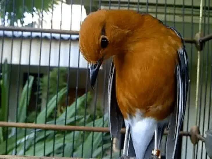 cara-mengatasi-burung-anis-merah-ngedrop-1017114