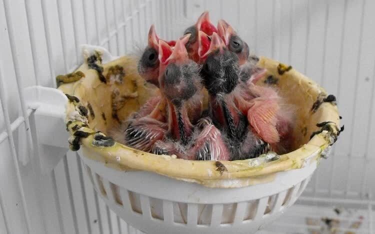 cara-merawat-kenari-baru-menetas-5632758