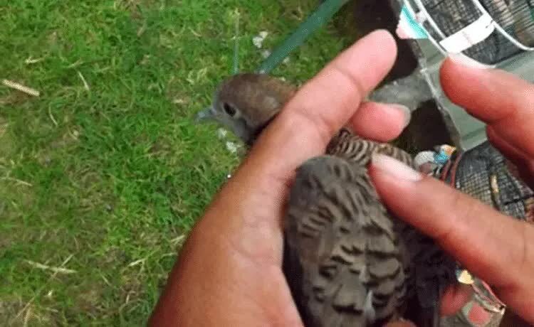 cara-pijat-burung-perkutut-yang-benar-7440305