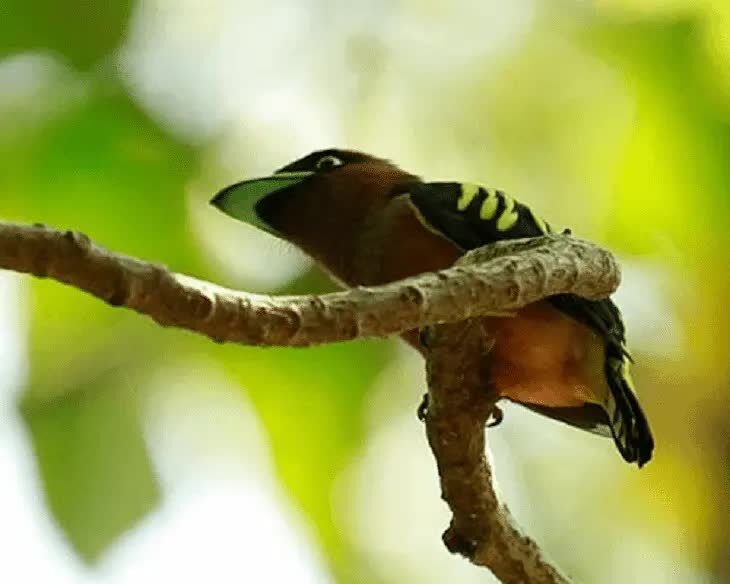 ciri-fisik-burung-sempur-hujan-rimba-dan-daerah-persebarannya-9381861
