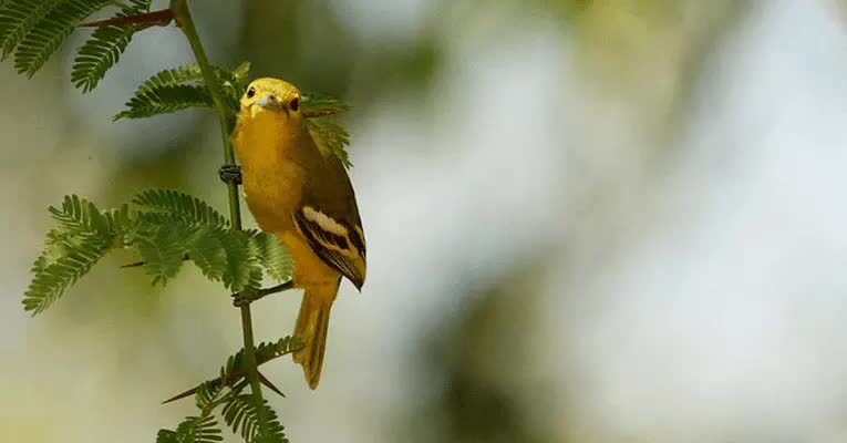 inilah-cara-merawat-burung-sirtu-agar-bisa-gacor-6577386