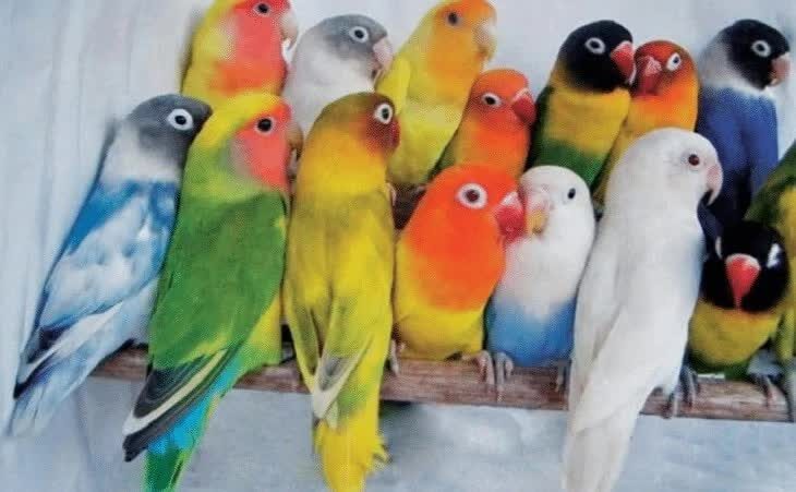 mengenal-berbagai-macam-jenis-lovebird-dan-gambarnya-9894826