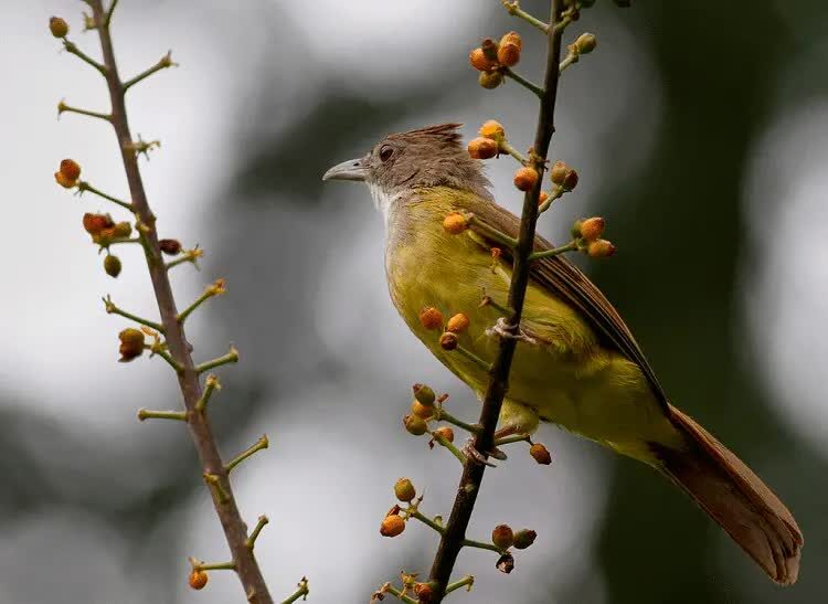 perawatan-burung-cucak-jenggot-agar-bisa-gacor-1145723