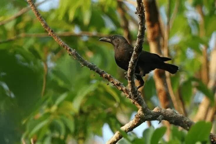 populasi-gagak-banggai-6611349