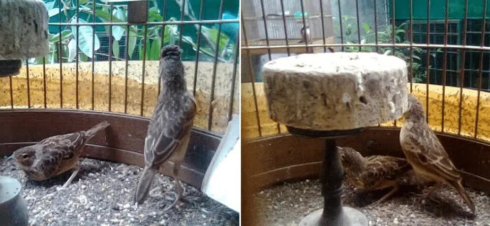 tips-sukses-penangkaran-burung-branjangan-bagi-pemula-1116033