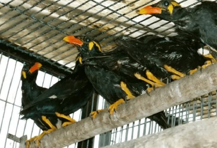 cara-memilih-bakalan-burung-beo-dan-tips-menjinakkannya-2160360