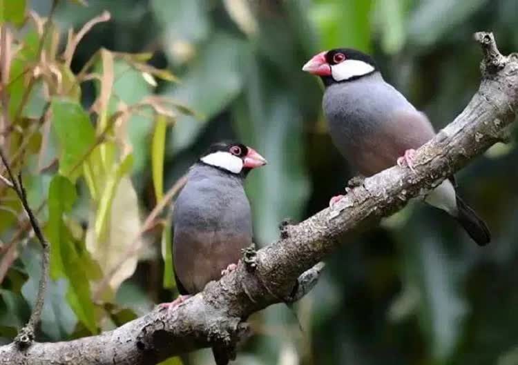 cara-menangkarkan-burung-gelatik-jawa-yang-hasil-anakannya-bagus-4894987