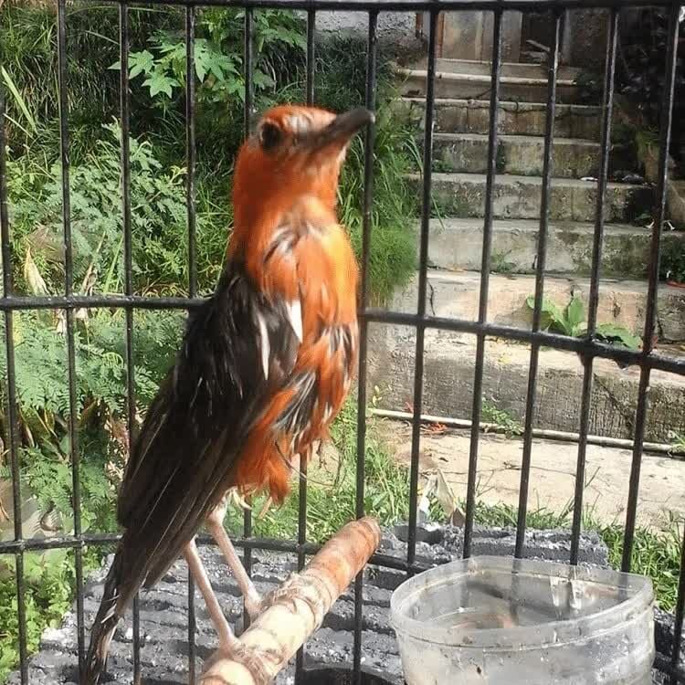 cara-perawatan-burung-anis-merah-mabung-paling-tepat-1677419