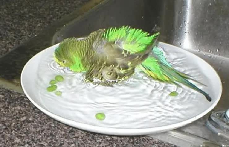 cara-sederhana-memandikan-burung-parkit-5667614