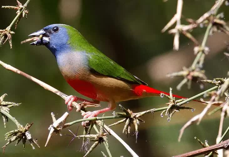 ciri-khas-burung-bondol-binglis-8155006