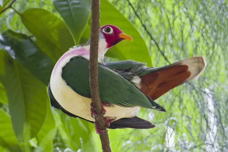 ciri-khas-burung-walik-jambu-dan-daerah-persebarannya-5532597