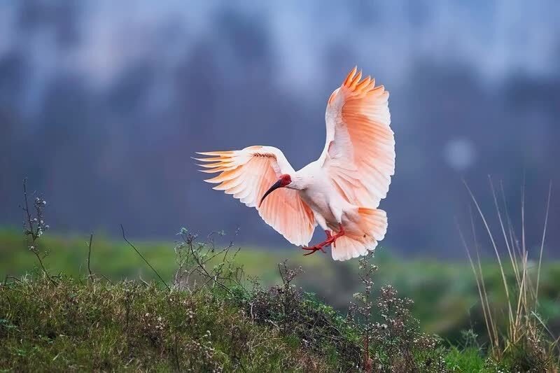 mengenal-burung-ibis-jambul-jepang-pernah-diambang-kepunahan-1383305