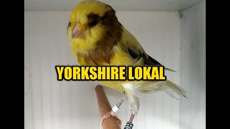 2-mengenal-jenis-kenari-yorkshire-yang-terkenal-di-indonesia-7935528