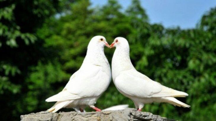 6-cara-menjodohkan-burung-merpati-agar-cepat-bertelur-7597296