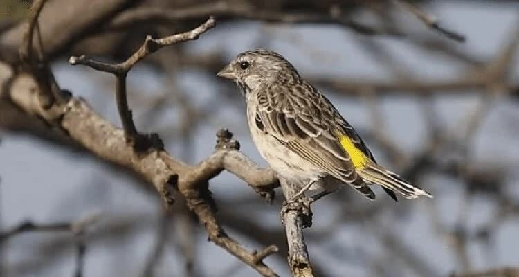 burung-blackthroat-jantan-5674488