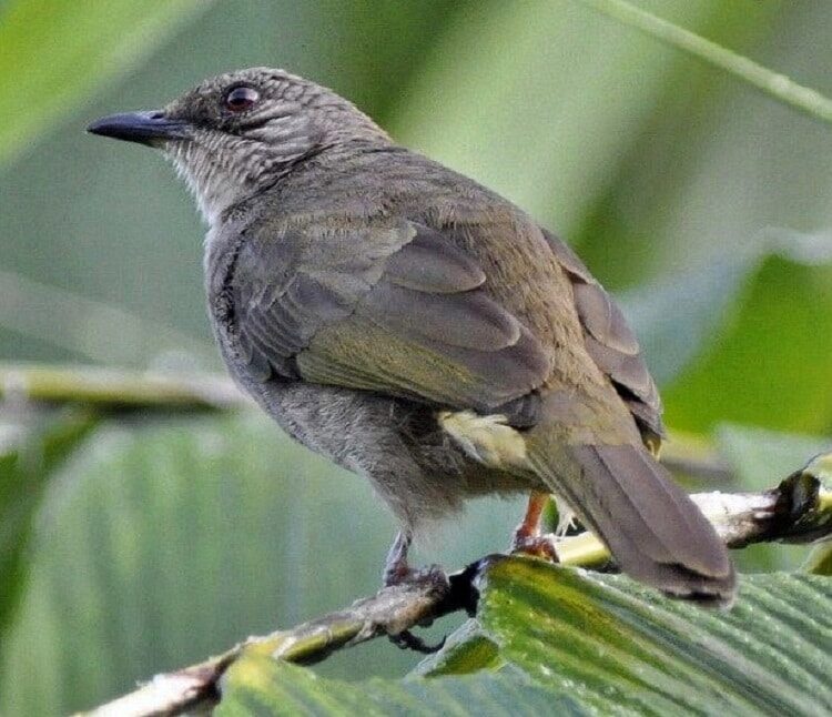 burung-brinji-kelabu-9414382