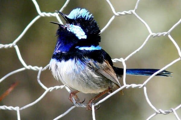 burung-cikrak-peri-burung-cantik-pandai-menguping-9134044