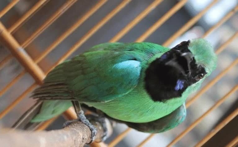 burung-cucak-ijo-ngentrok-7419260