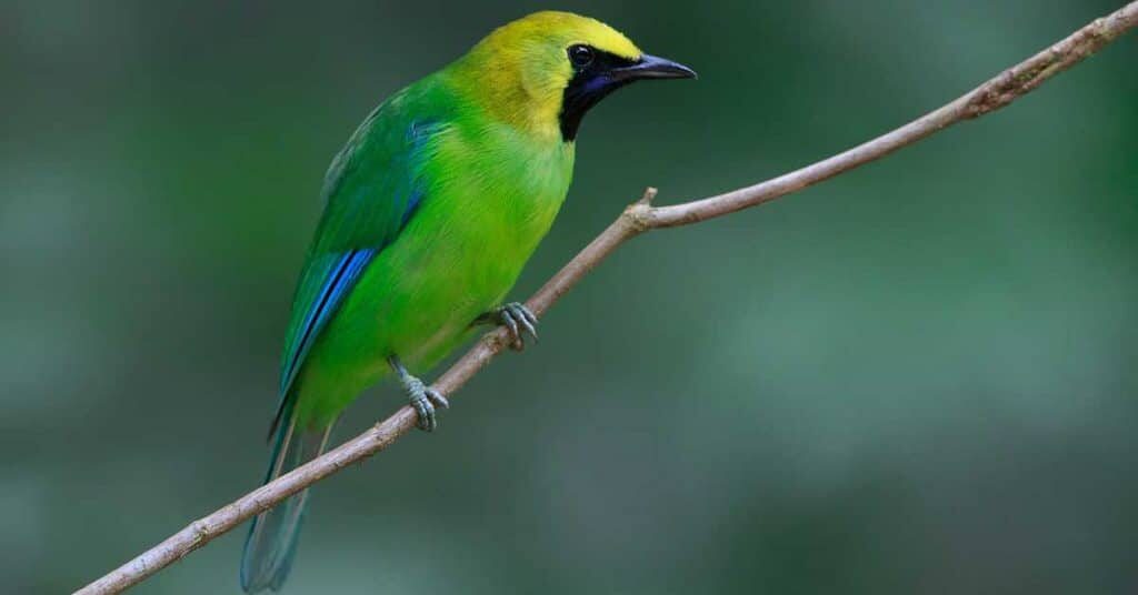 burung-cucak-ranting-6180234