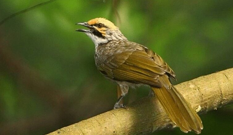 burung-cucakrawa-1647022