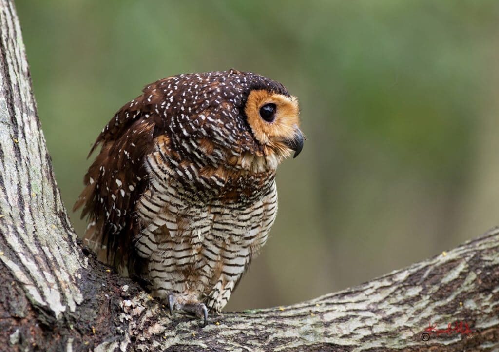 burung-hantu-1-3864414