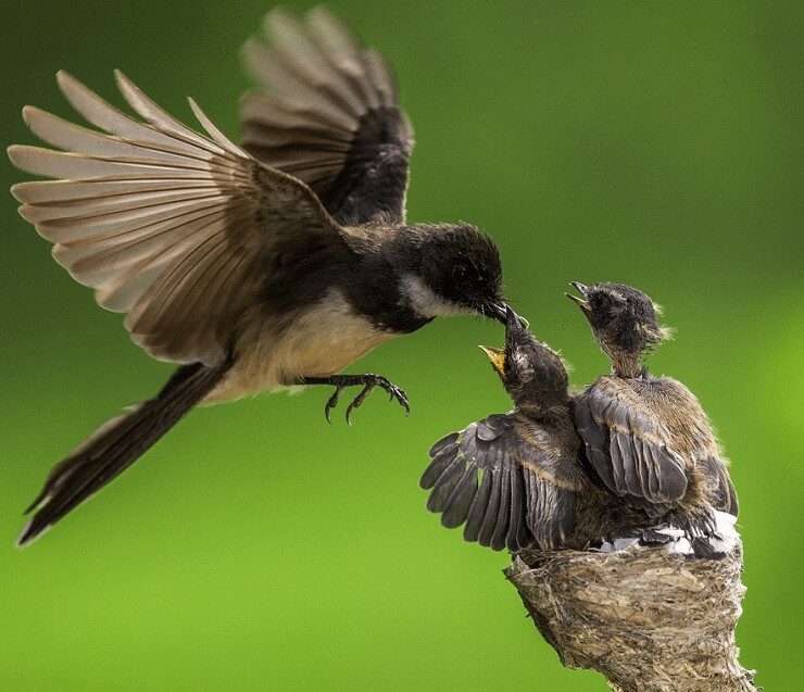 burung-kipasan-belang-2784483