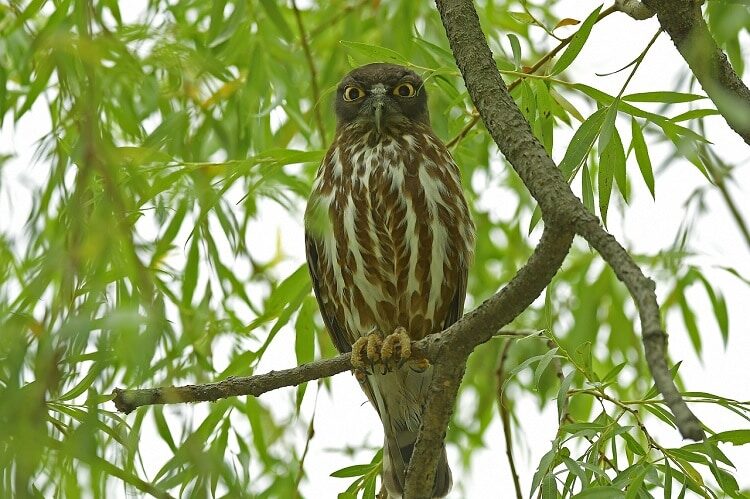 burung-punggok-coklat-spesies-burung-hantu-yang-sangat-mirip-elang-2841522