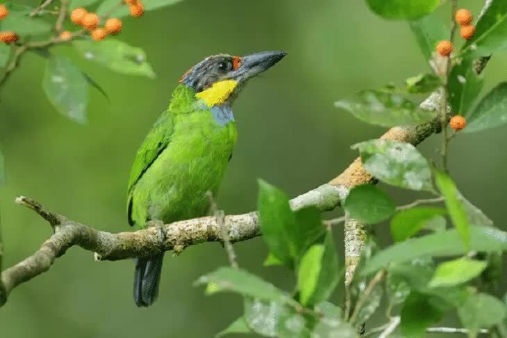 burung-takur-gedang-8981174
