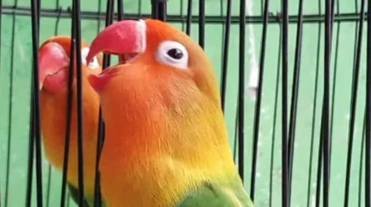 cara-bikin-lovebird-ngekek-mangap-7365673