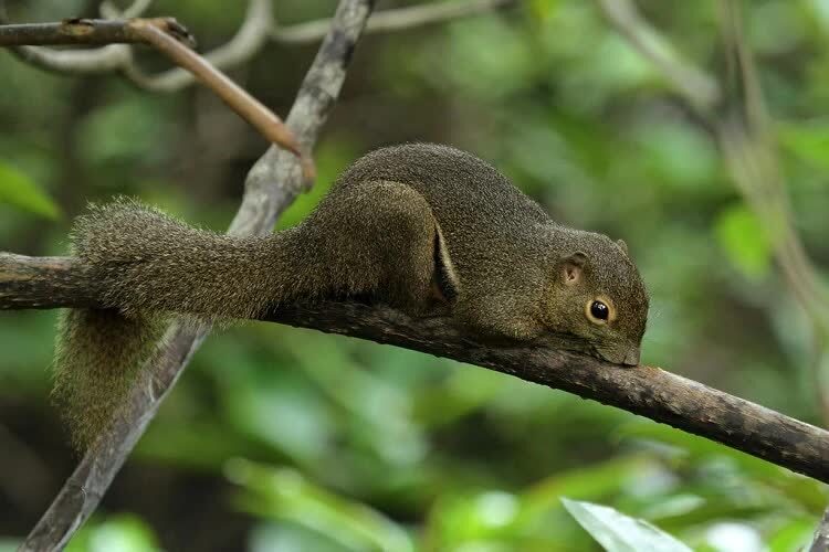 cara-memelihara-tupai-kelapa-agar-bisa-cepat-jinak-7227170