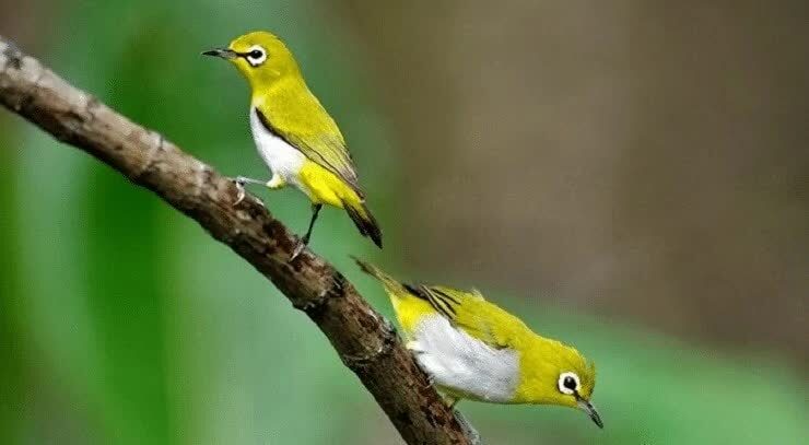 cara-mempercepat-burung-pleci-agar-ngerol-5667955