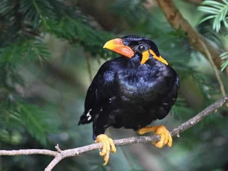 cara-menjinakkan-burung-beo-3016730