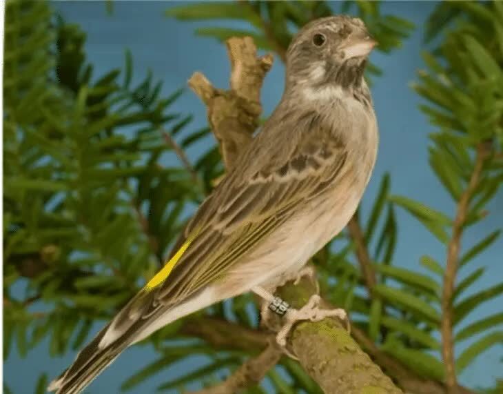 cara-merawat-burung-blackthroat-bakalan-5673446