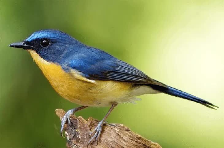 cara-merawat-tledekan-sebelum-lomba-6900996