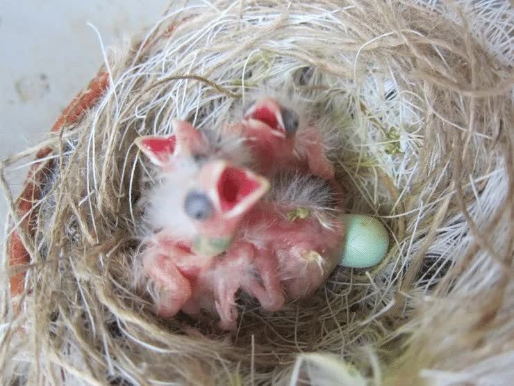 cara-perawatan-burung-kenari-setelah-menetas-paling-tepat-3843847