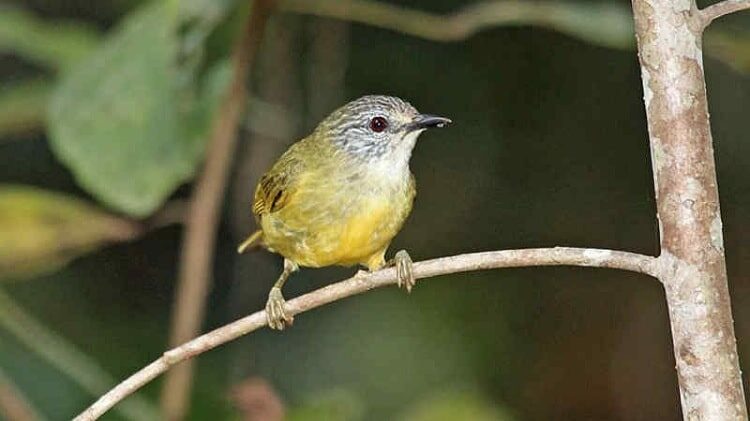 cara-ternak-burung-opior-jawa-7278595