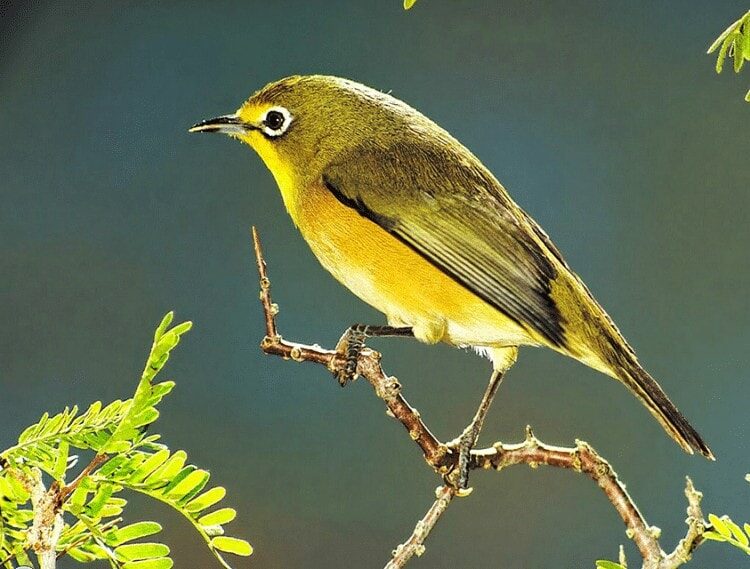 cara-ternak-burung-pleci-paling-mudah-untuk-pemula-8774512