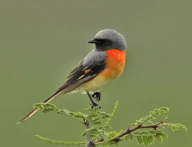 ciri-burung-mantenan-atau-burung-sepah-dan-daerah-persebarannya-6050389